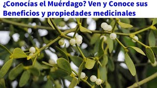 ¿Conocías el Muérdago Ven y Conoce sus Beneficios y propiedades medicinales [upl. by Kary122]