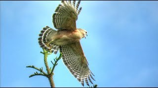 Red Shouldered Hawk Calling [upl. by Noisla467]