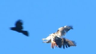 midair attack ravens vs redtailed hawk [upl. by Di]