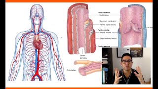 II Cardiopatías críticas del recién nacido Transposición de Grandes Vasos [upl. by Satsoc]