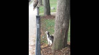 Hawk destroys cat [upl. by Kantor976]