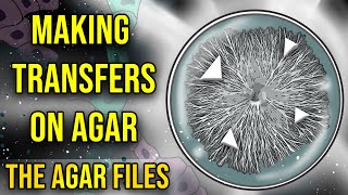 The Agar Files  Making Transfers on Agar [upl. by Yadsendew]