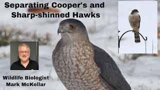 Separating Coopers and Sharpshinned Hawks [upl. by Obmar235]