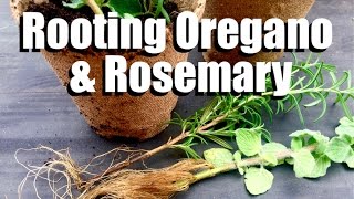 How to Have an Endless Supply of Oregano and Rosemary  Easy Propagating Tips [upl. by Vi]