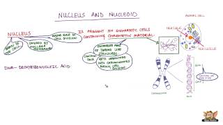 Nucleus and Nucleoid [upl. by Uhthna]