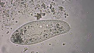 Paramecium under the microscope [upl. by Enixam]