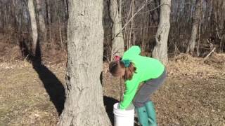 How to Tap Maple Trees and Make Your Own Pure Maple Syrup [upl. by Ardnuhsor651]