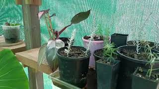 Eremophila propagation [upl. by Neroled]