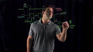 Cyclic AMP Mechanisms [upl. by Yebloc]