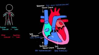 Kalp ve Kan Dolaşımı Sağlık ve Tıp Dolaşım Sistemi Fizyolojisi [upl. by Ytrebil349]