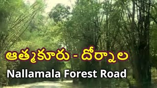 ATMAKUR TO DORNALA  NALLAMALA FOREST  A DRIVE THROUGH NALLAMALA FOREST [upl. by Wills]