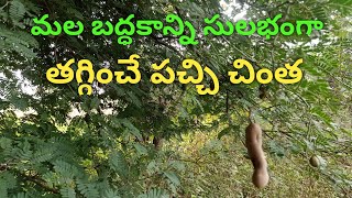 Chintha chettu upayogalu in teluguchinthapandu upayogaluuse of tamarind in cookingchintha chiguru [upl. by Assiral]