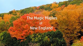 The Magic Maples of New England [upl. by Egerton]