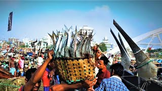 Fishery Ghat Chittagong  Early Morning Fish Unloading [upl. by Konstantine]