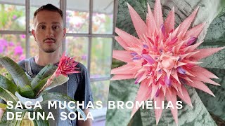 Cuidados de la Bromelia Fasciata [upl. by Ssur86]