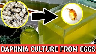 HOW TO HATCH DAPHNIA EGGS  HOW TO CULTURE DAPHNIA [upl. by Amej]