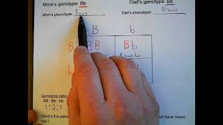 Punnett Squares Examples [upl. by Nosyaj678]