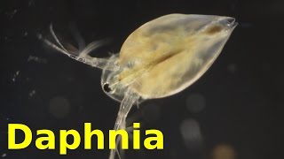 Daphnia [upl. by Ziana151]