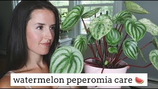 Watermelon Peperomia Care Tips  Easy Care Houseplant [upl. by Garvey615]