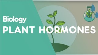 Plant Hormones Tropisms  Plants  Biology  FuseSchool [upl. by Tally396]