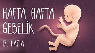 Hafta Hafta Gebelik 17 hafta [upl. by Brechtel]