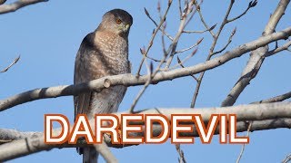 Coopers Hawk a Reckless Predator NARRATED [upl. by Dmitri210]