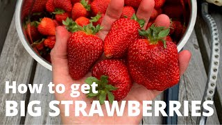 My one tip for BIG Strawberries [upl. by Affay394]