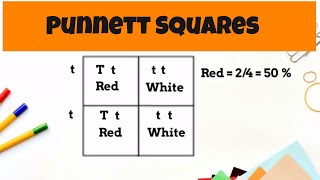 Punnett Square Basics  monohybrid cross [upl. by Oys]