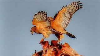 Red Shouldered Hawks Mating [upl. by Aniuqal319]