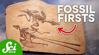 The 10 Oldest Fossils Ever Discovered [upl. by Kristo]