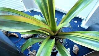 How to water care for indoor bromeliads [upl. by Bohun]