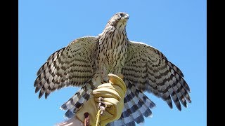 Coopers hawks in falconry [upl. by Nelyaw927]