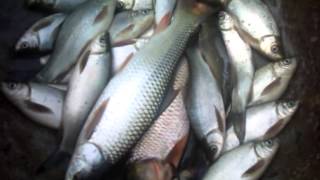 FISH FARM BANGLADESH [upl. by Ayrb]