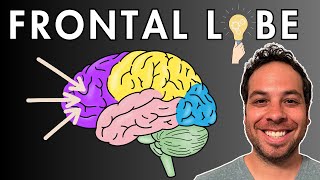 The Frontal Lobe  Location and Function [upl. by Areip235]