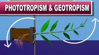 Phototropism and Geotropism [upl. by Akeem370]