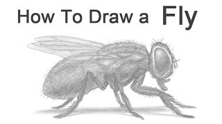 How to Draw a Fly Housefly [upl. by Leik379]