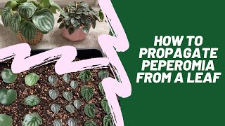 How to Propagate Peperomia from a Leaf [upl. by Jesus493]