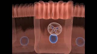 The life cycle of Toxoplasma gondii  Part 02 [upl. by Nerat541]