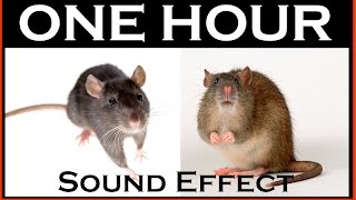 Sound Effects Of Mouse  ONE HOUR  HQ [upl. by Akehsay]