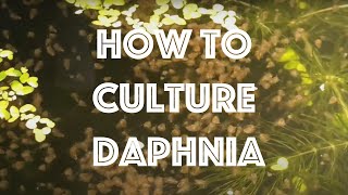 How To Culture Daphnia Magna [upl. by Eisac681]