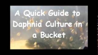 How to culture daphnia outside [upl. by Ordnagela]