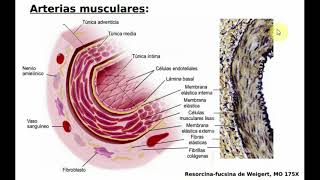 Histología NCR  T14  Vasos Sanguineos [upl. by Lucille774]