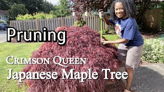 Tips When Pruning A Japanese Maple Tree [upl. by Sihonn]