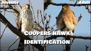 Coopers Hawk Identification  Adults vs Juveniles [upl. by Haldis897]