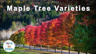 How To Identify Maple Tree Varieties [upl. by Philipp]