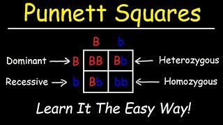 Punnett Squares  Basic Introduction [upl. by Ylrevaw]