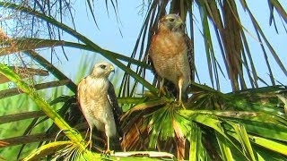 Red Shouldered Hawks Mating and Calling [upl. by Enenstein]