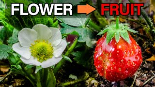 Strawberry Flower to Fruit Timelapse Aphids Issue [upl. by Yovonnda265]