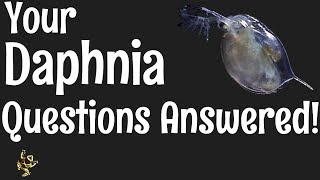 Daphnia Questions Answered [upl. by Sibelle]