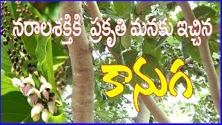 కానుగ చెట్టుప్రకృతి మనకు ఇచ్చిన వరంMillettia pinnata kanuga treeMedicinal Plant Herbal Chitka [upl. by Ayimat]